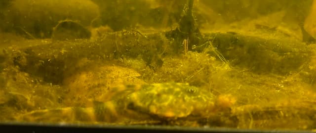 Clown Pleco