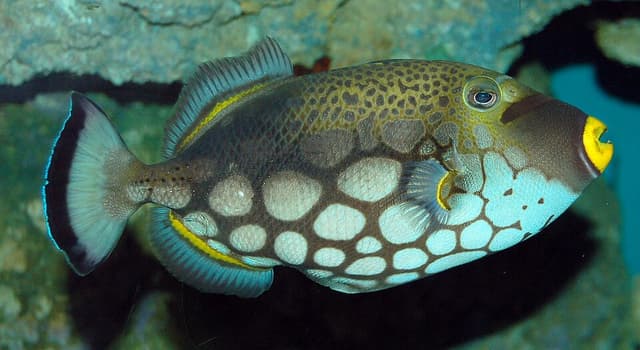 Clown Triggerfish