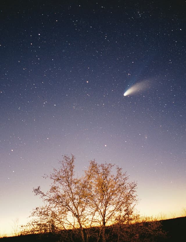 Comet Goldfish