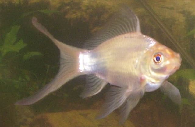 Comet Goldfish
