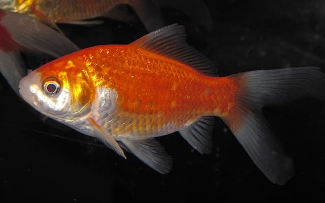 Common Goldfish