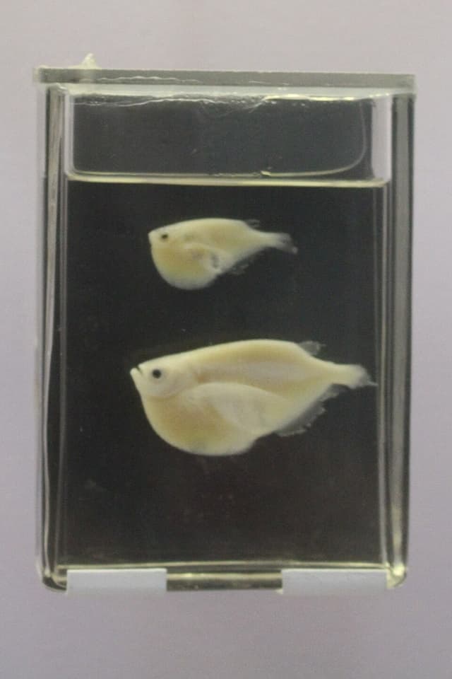 Common Hatchetfish