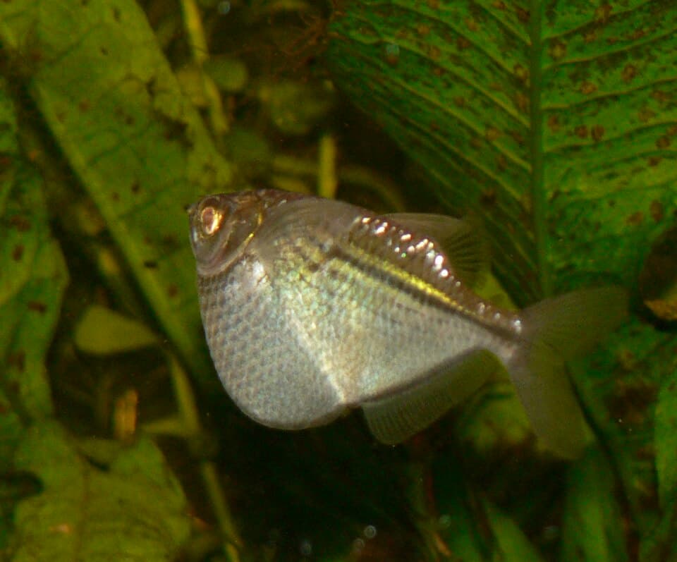 Common Hatchetfish