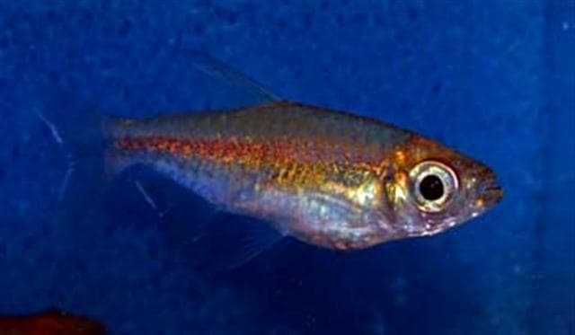 Congo Tetra