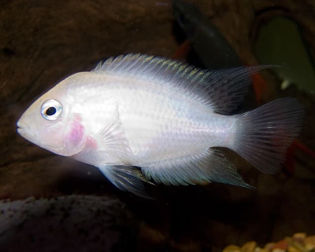 Convict Cichlid