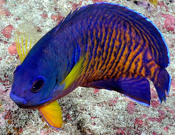 Coral Beauty Angelfish