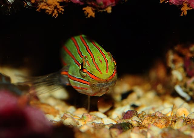 Court Jester Goby