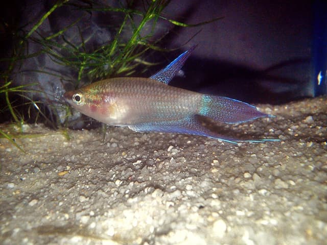 Croaking Gourami