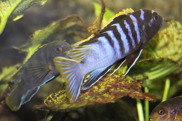 Demasoni Cichlid