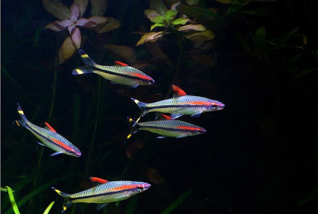 Denison's Barb