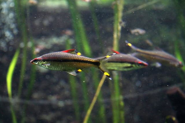 Denison's Barb