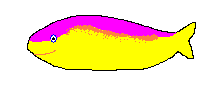 Diadema Dottyback