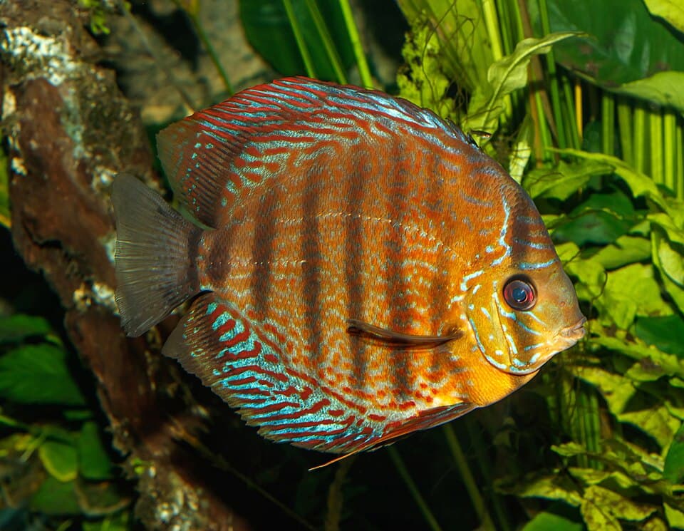 Discus