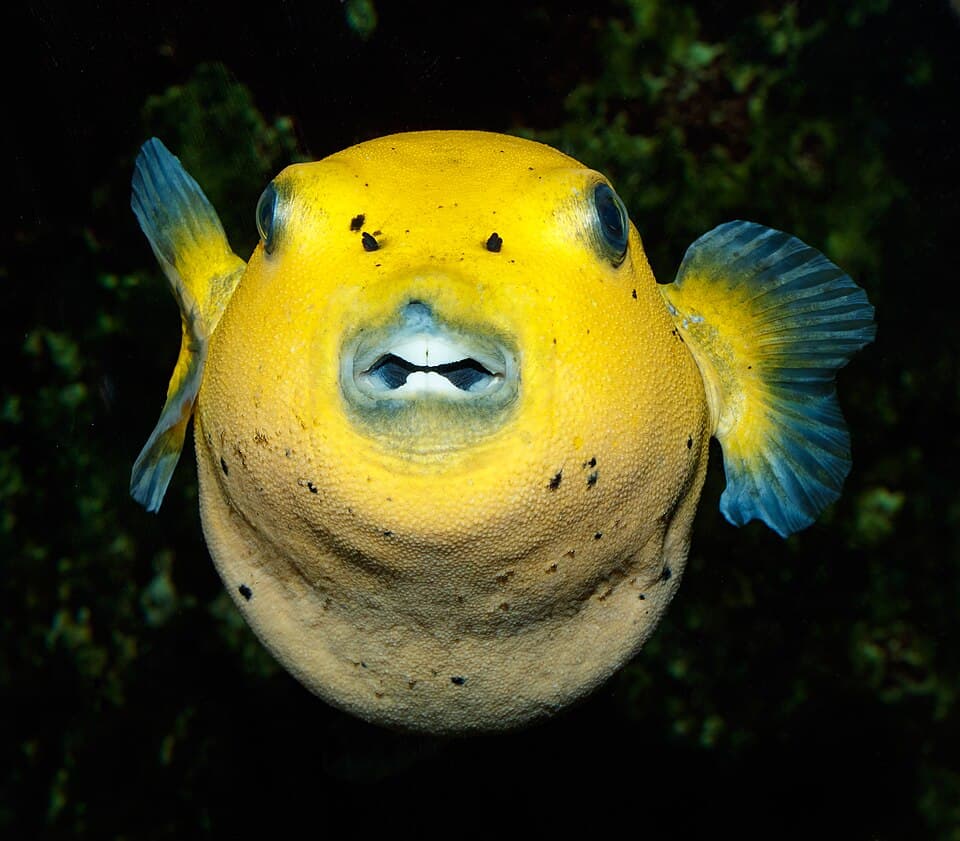 Dogface Puffer