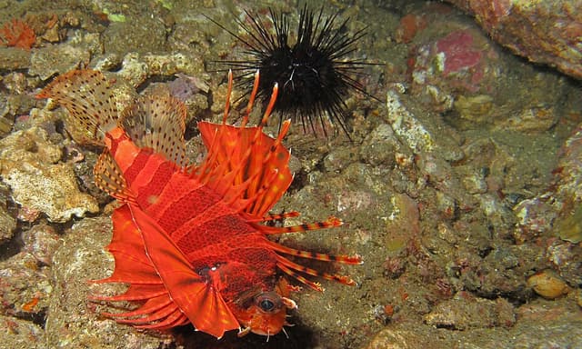 Dwarf Fuzzy Lionfish