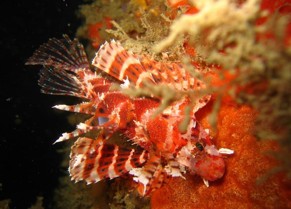 Dwarf Fuzzy Lionfish