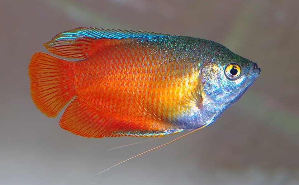 Dwarf Gourami