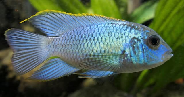 Electric Blue Acara