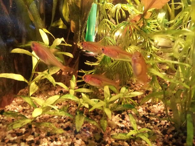 Ember Tetra