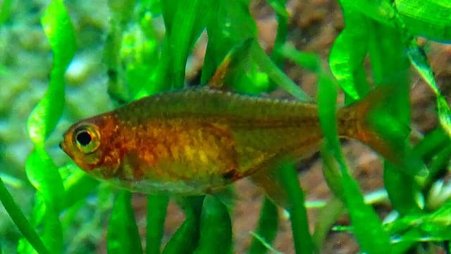 Ember Tetra
