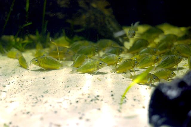 Emerald Green Cory