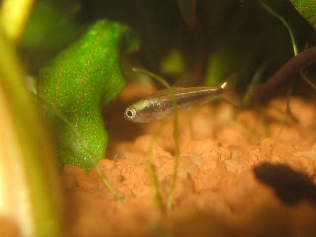 Emperor Tetra