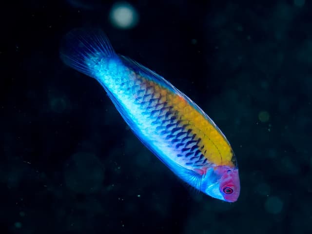 Solar Fairy Wrasse