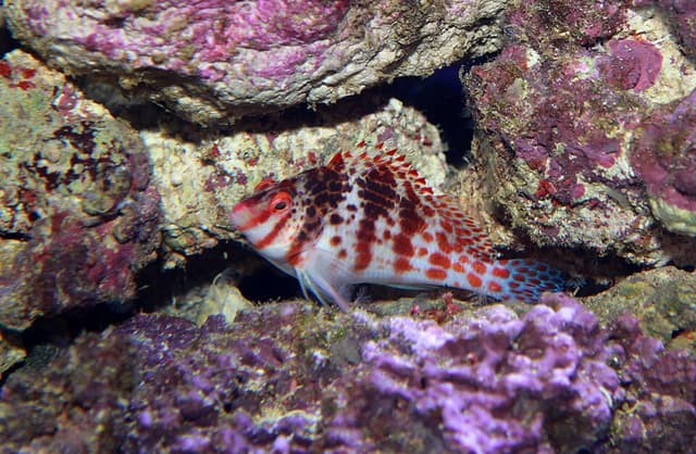 Falco Hawkfish