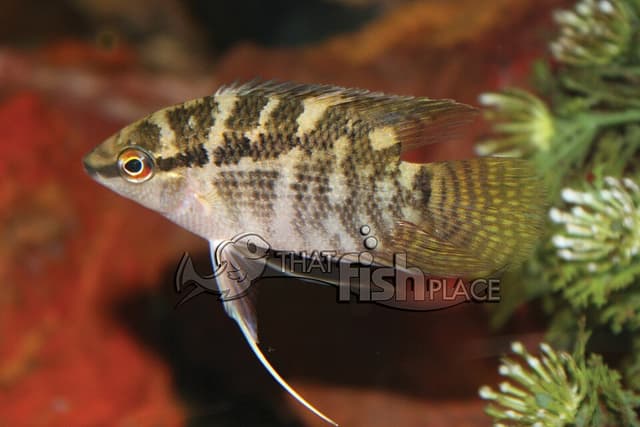 Festivum Cichlid