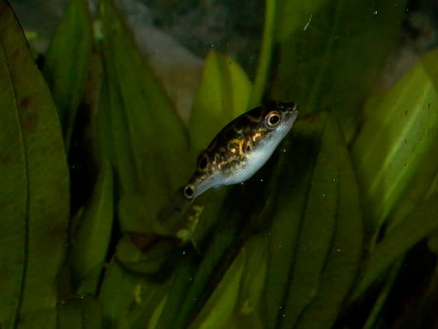 Figure 8 Puffer