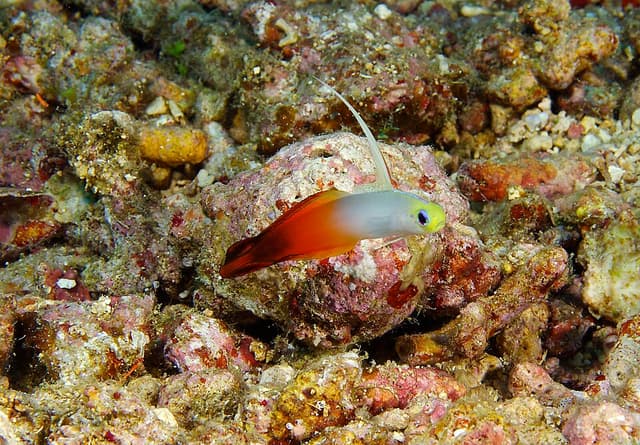 Firefish Goby