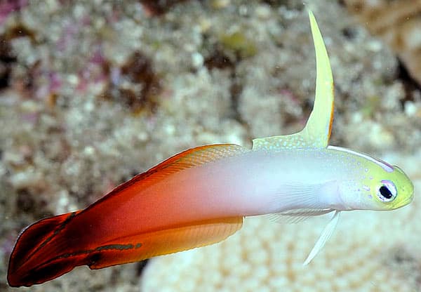 Firefish Goby