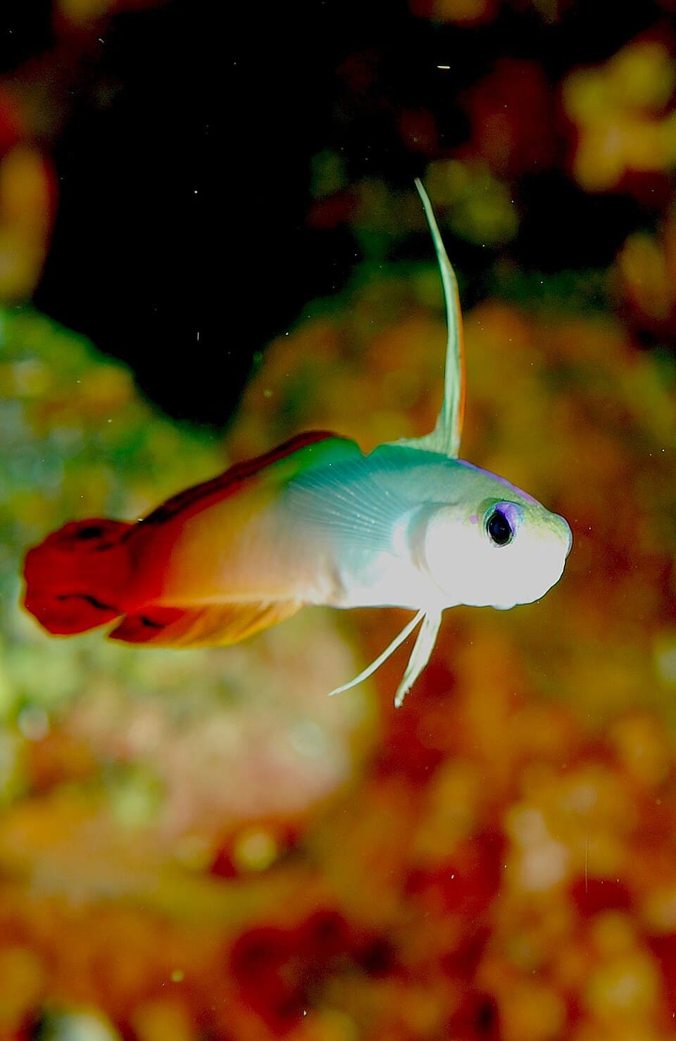 Firefish Goby