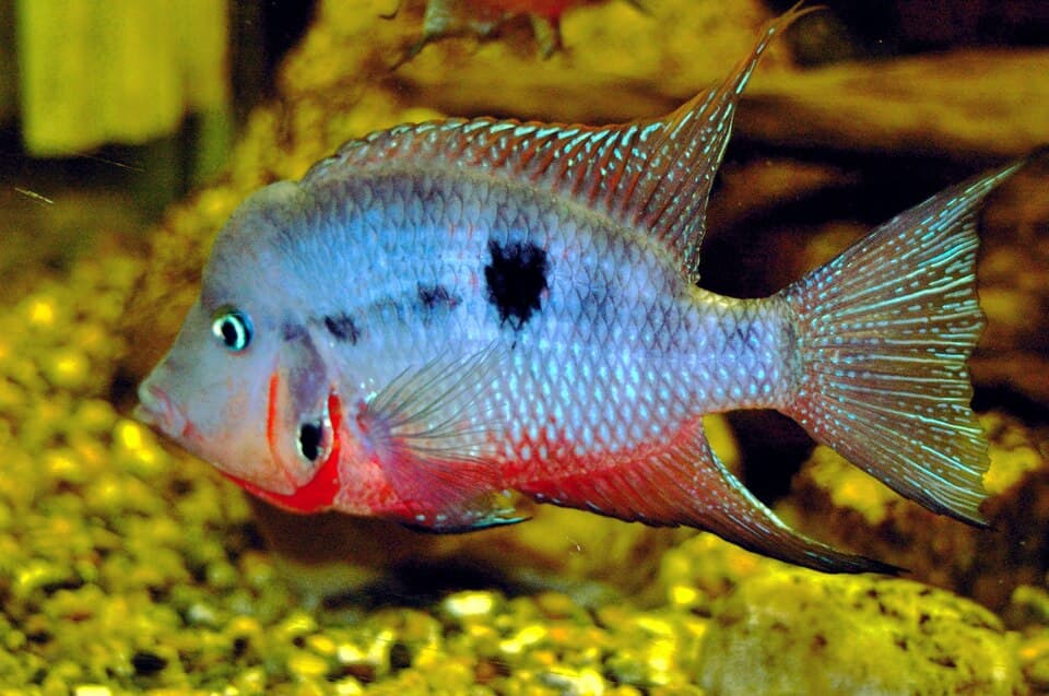 Firemouth Cichlid
