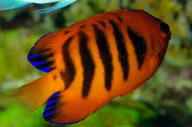 Flame Angelfish