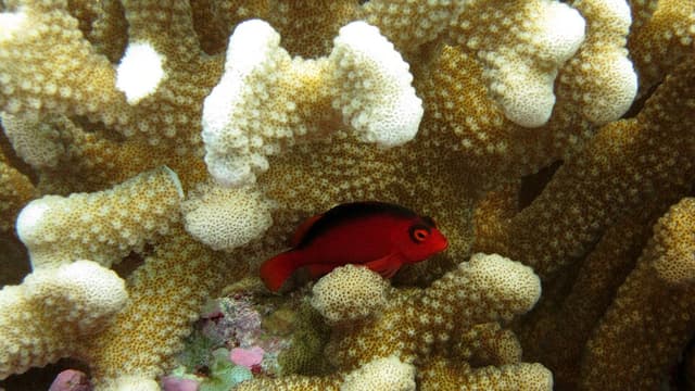 Flame Hawkfish