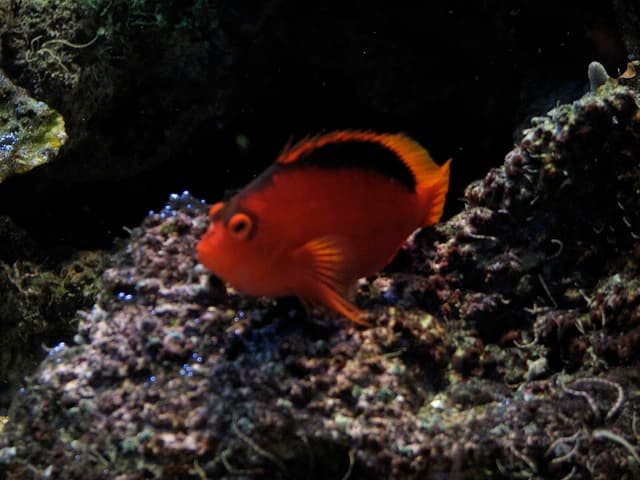 Flame Hawkfish