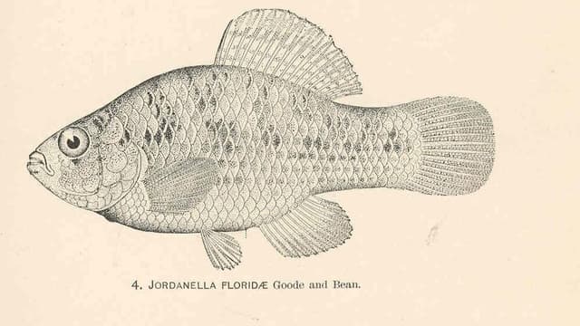 Florida Flagfish