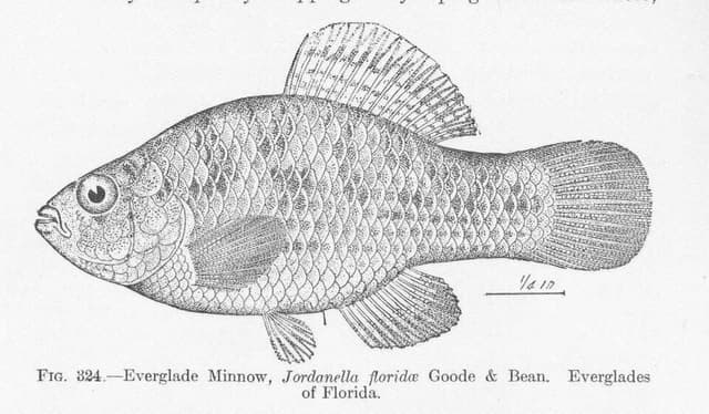 Florida Flagfish