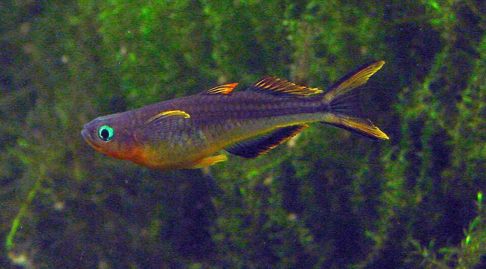 Forktail Rainbow