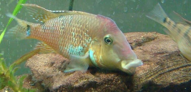 Tapajos Red Head