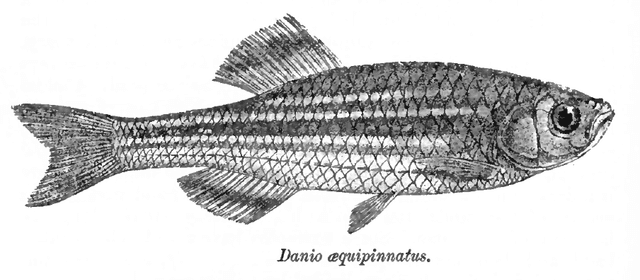 Giant Danio