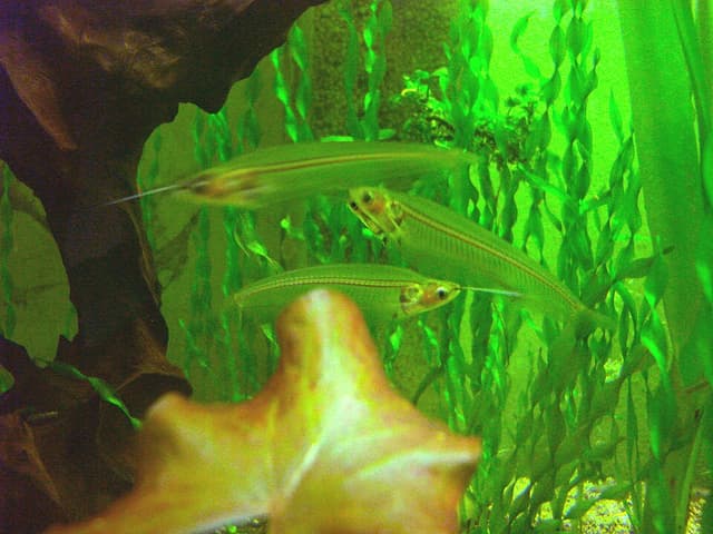 Glass Catfish