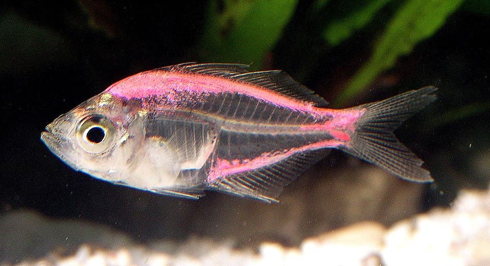 Indian Glassfish
