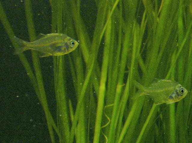 Indian Glassfish
