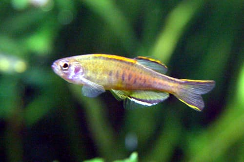 Glowlight Danio