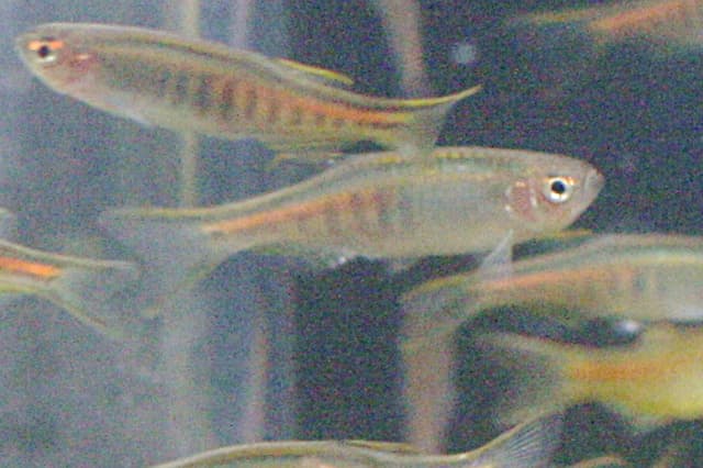 Glowlight Danio