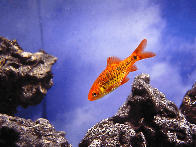 Gold Barb