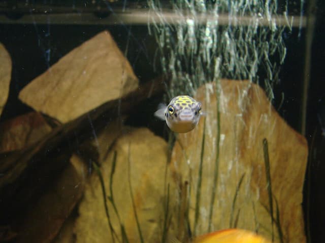 Green Spotted Puffer