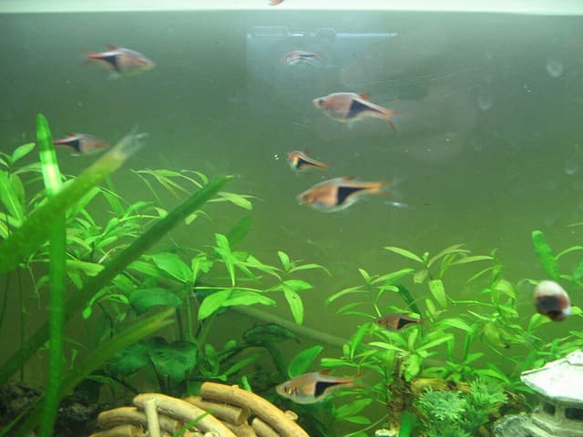 Harlequin Rasbora